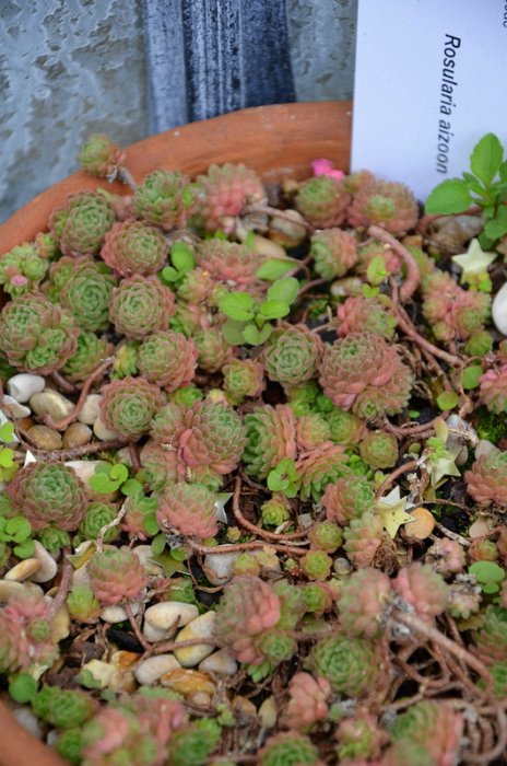 Rosularia aizoon